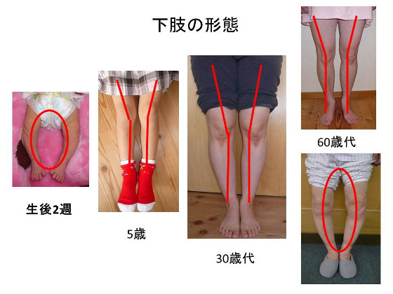 下股の形態