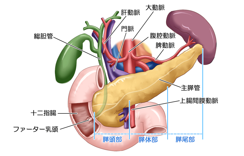 開梱 設置?無料 肝胆膵の治療とケア 看護 外科 内科 肝臓 胆嚢 膵臓 